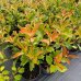 Červienka Fraserova (Photinia × fraseri) ´ROBUSTA COMPACTA´ - výška 30-40 cm, kont. C2L